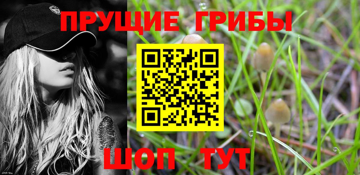 Псилоцибиновые грибы GOLDEN TEACHER Прохладный